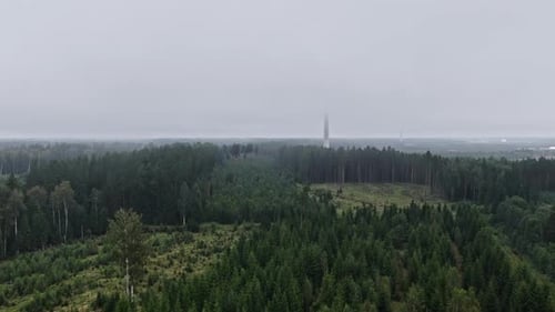 Forest spruce landscape in foggy cold weather early morning mist evergreen tree