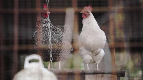 Chickens in an enclosure in the danish household, behind a fence.