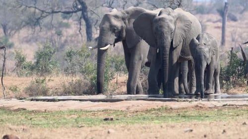 Afrikanische Elefantenfamilie (Loxodonta africana) an einem Wasserloch, Zeitlupe in 120 Bildern pro Sekunde