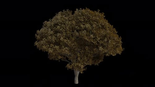 Japanese Cherry Tree blowing in the wind. Alpha Channel. Loop Animation