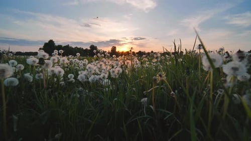 A Meadow of Dandelions on a Summer Evening at Sunset
