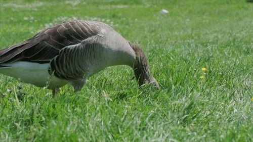 Greylag goose searching for food in the grass