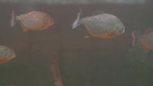 Group of Piranhas or Pirambebas Float in Special Tank