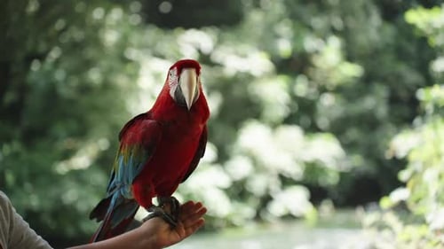 A large red Macaw parrot sitting on a child's hand against the backdrop of trees and a river.