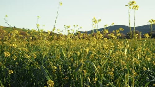 Yellow Flowers Stand Out in the Green Meadow