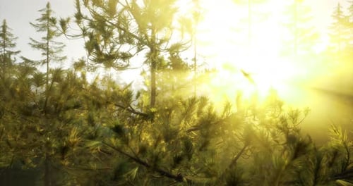 Sunlight Streaming Through Trees in a Serene Forest Landscape