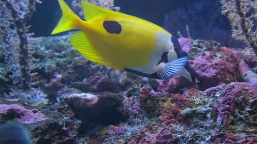 Wunderschöne tropische gelbe Fische in einem Aquarium