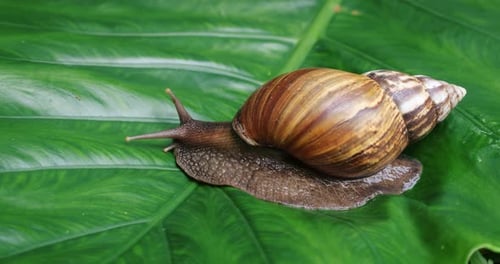 Big Tropical Snail on a Green Leaf
