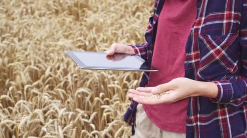 Young business woman farmer inspects her field before harvesting wheat. Checking, quality of wheat