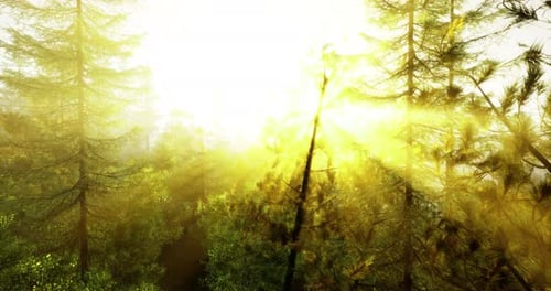 Bright Sunlight Filters Through Tall Trees in a Serene Forest Setting