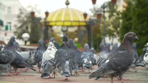 Palomas alimentadas en la plaza de la ciudad