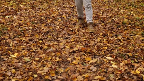 Closeup of a Woman Kicking Autumn Leaves in an Autumn Forest