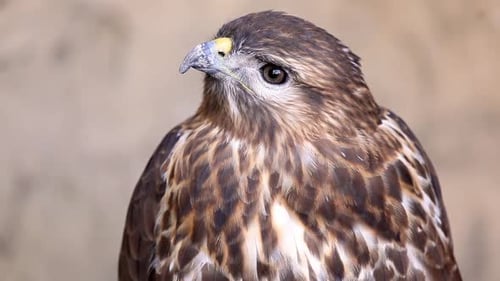 Close Up of a Brown and White Hawk