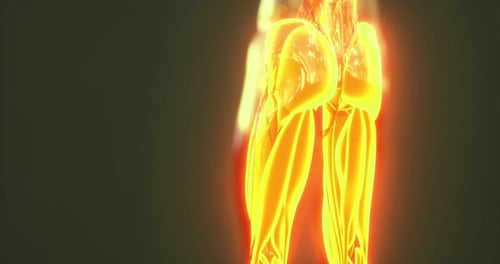 Detailed Anatomy of Human Body Muscles Focusing on the Lower Limbs