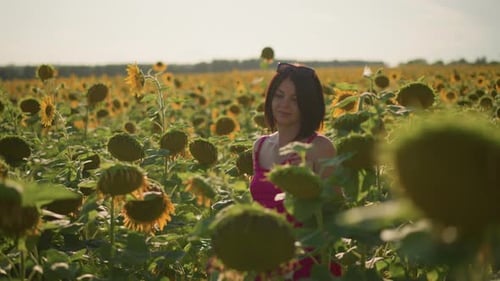 Woman Walking Through Sunny Field of Vibrant Sunflowers