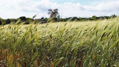 Wheat Production and Harvest in Summer