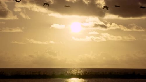 warm and tropical beach ocean sunset with flock of pelican silhouettes flying