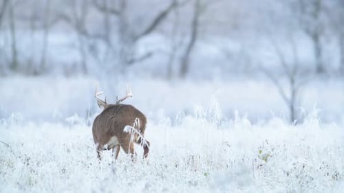 Majestic Buck With Antlers Running Through Snowy Winter Forest Landscape