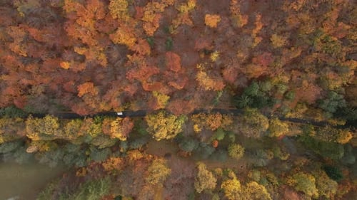 Cars Driving on Road Winding Through Colorful Autumn Forest