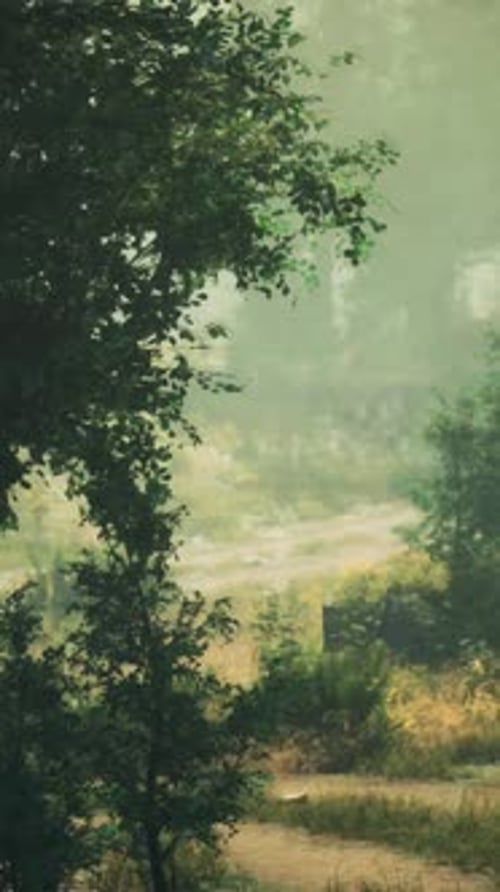 A Serene Forest Path Surrounded By Nature