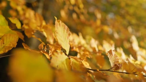 Golden Yellow Leaves in Autumn Season