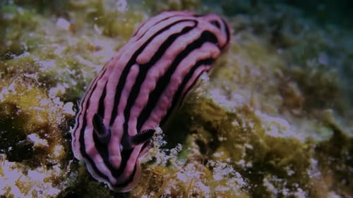 Pink and black nudibranch (Phyllidiella zeylanica) on the rocky ocean floor.
