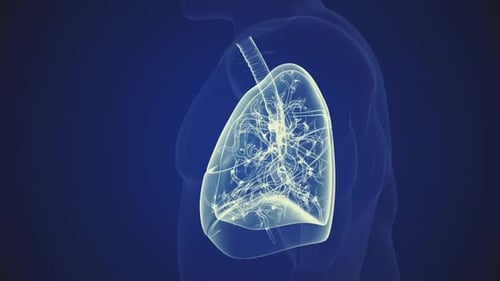Futuristic 3D Lungs Rotating Medical Scan