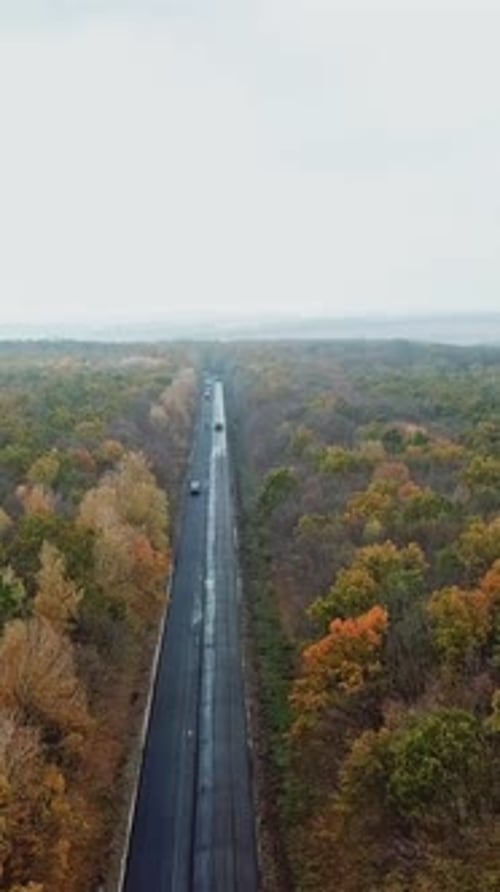 Tree forest with a road going through. Top view of asphalt road passes through the forest