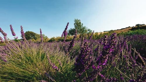 Bees Fly to Lavender Flowers