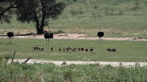 Ein Kinderzimmer für Straußenbabys mit drei Erwachsenen, die über sie im Kalahari-Nationalpark wachen