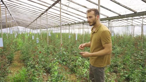 Man Uses Tablet in Greenhouse with Rows of Plants