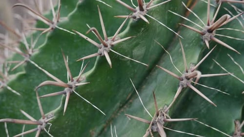 Close-up of cactus spines with natural light and focus detail.