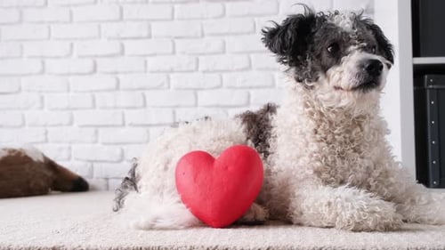 dog holding red heart, lying on rug at home