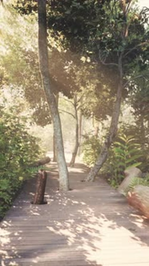 Wooden Path Track From Planks in Forest Park