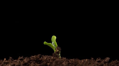 Growing Plants in Spring Timelapse Sprouts Germination Newborn Green Seedling