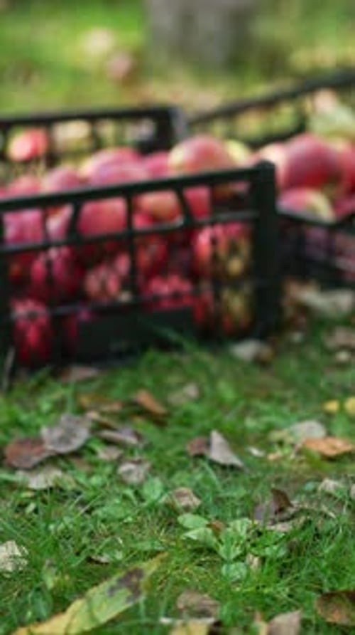Red Apples in Crates on Green Grass