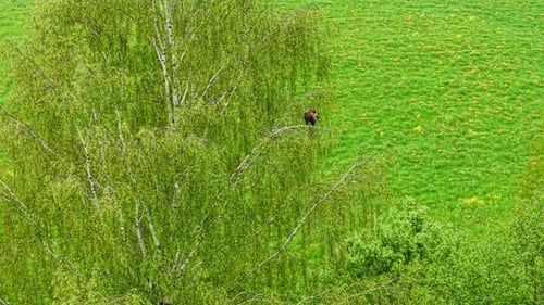 Habicht thront auf einem Ast auf einer grünen Wiese