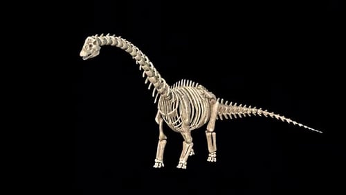 Skeleton Sauropoda Run Idle