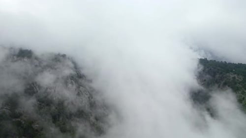 Forest on a Foggy Day