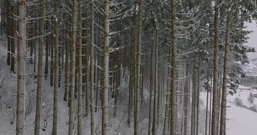 Forest of Snow Covered Trees