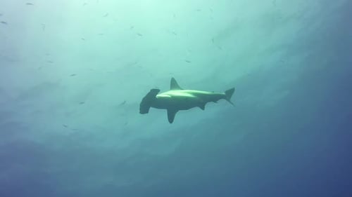 Hammerhead Shark swimming up to the camera then turning away, Egypt