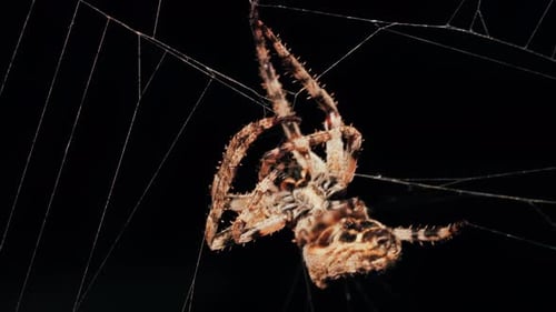 Vista aproximada de uma aranha sentada em sua teia, mostrando detalhes intrincados de seu corpo e finos fios de seda