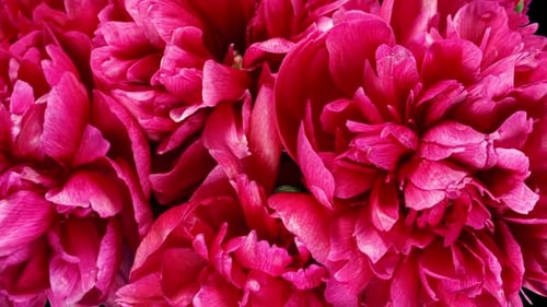 Red Peonies Bouquet Blooming in Time Lapse on a Black Background. Tender Flowers Moving Petals Close