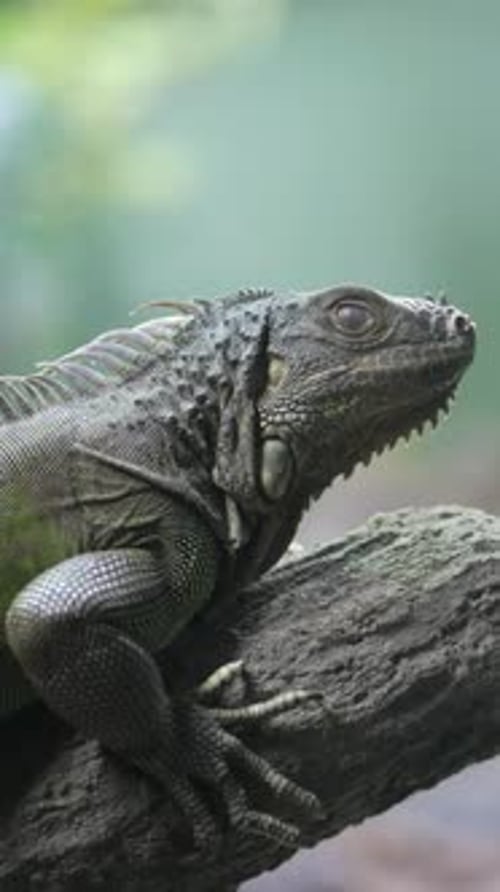Vue rapprochée d'un lézard épineux