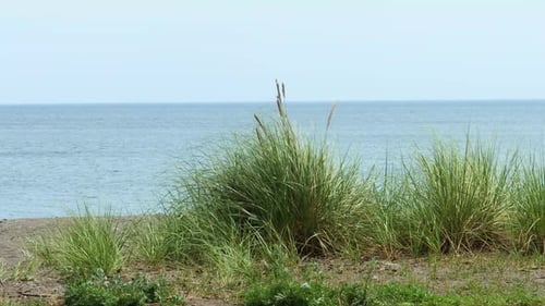 Coastal grasses gently sway in the light breeze in front of calm, rippled water.