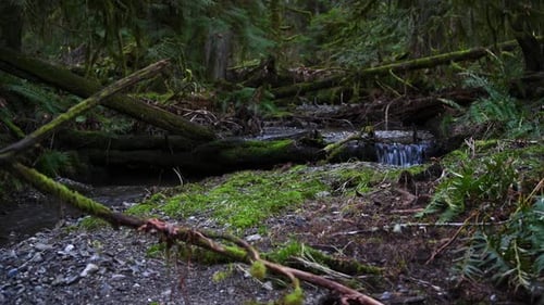 Streaming Flowing Through an Old Growth Forest in British Columbia