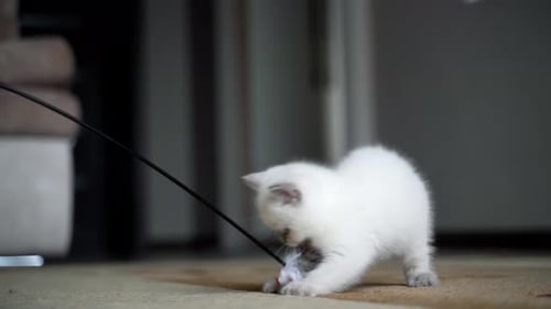 Cute White Kitten Plays with Toy