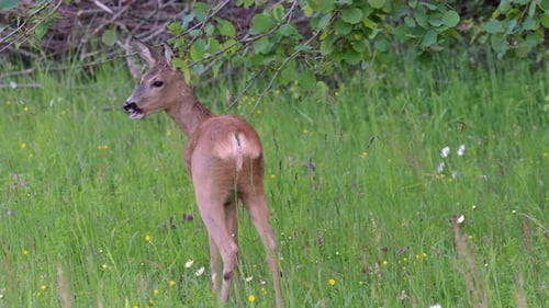Young Deer Eating Leaves in a Green Meadow
