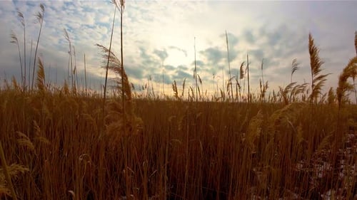 Feld, hohes Gras unter bewölktem Himmel, Natur, stille Schönheit, enthüllt trockenes Schilf, das sanft unter Wolken schwankt