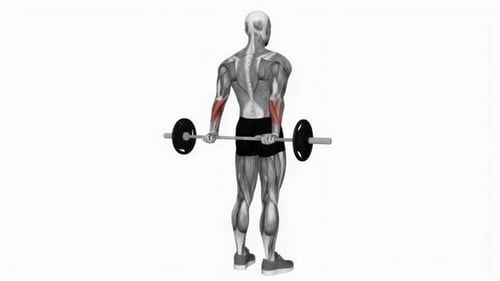3D Animated Barbell Wrist Curl Exercise with Muscle Highlight